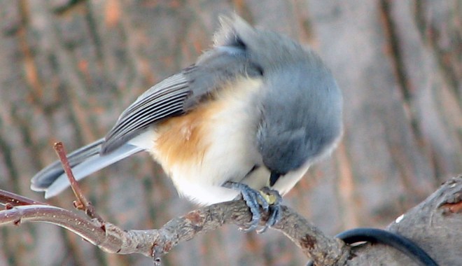 Tufted Titmouse with Peanut