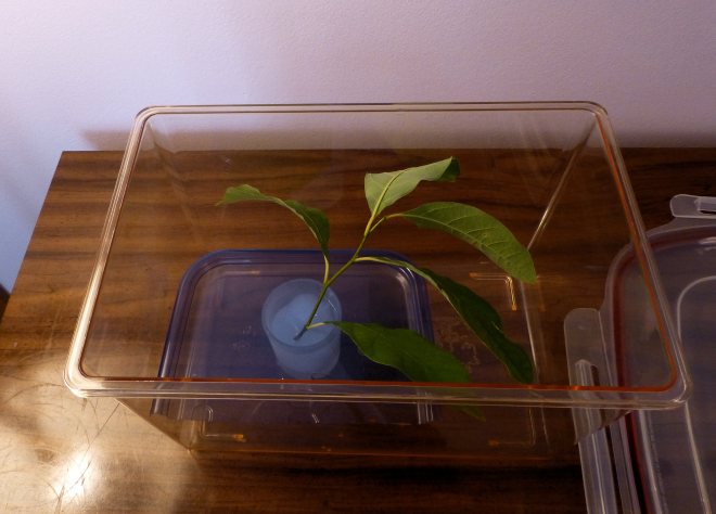 spicebush caterpillar