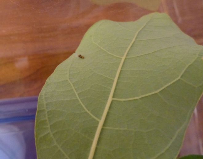 Early instar Spicebush Swallowtail