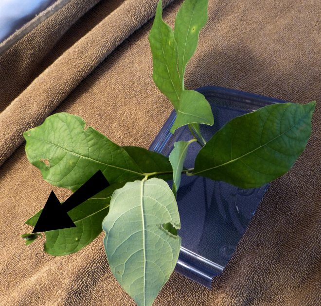 spicebush caterpillar nest