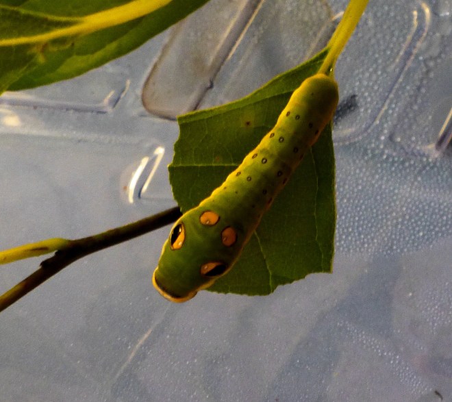 spicebush caterpillar 5th instar August 12, 2012