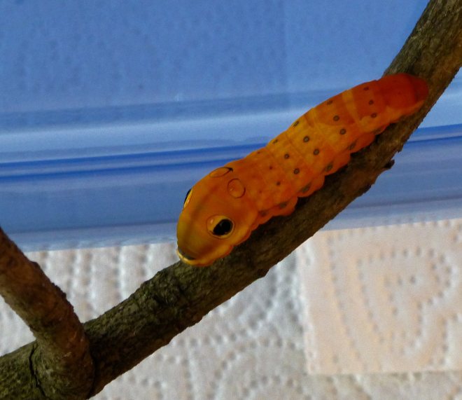spicebush caterpillar in its curled leaf nest August 18, 2012