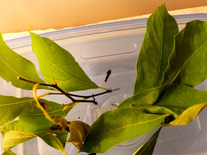 spicebush butterfly caterpillar August 6, 2012