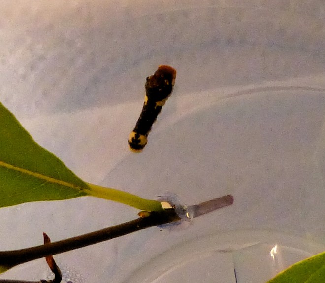 spicebush butterfly caterpillar August 6, 2012