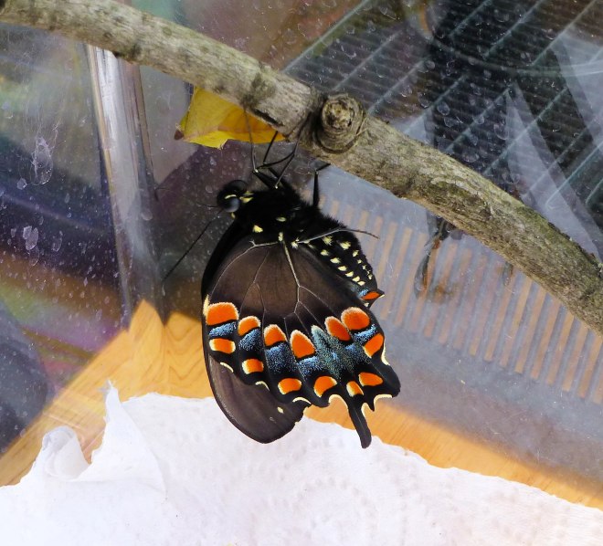 spicebush swallowtail butterfly
