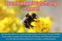 bumble bee watch
