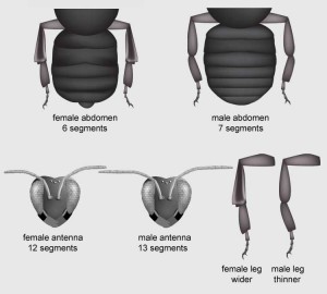 maleorfemale-300x270 bumble bee