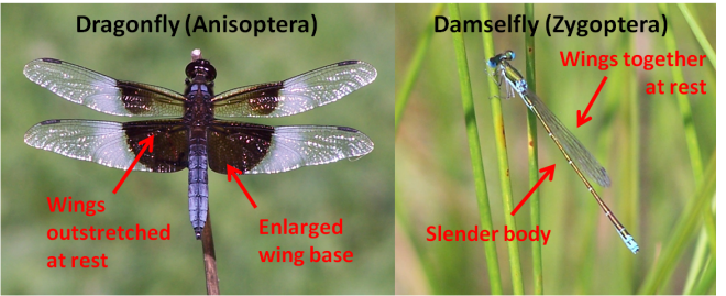dragonfly -vs-damselfly