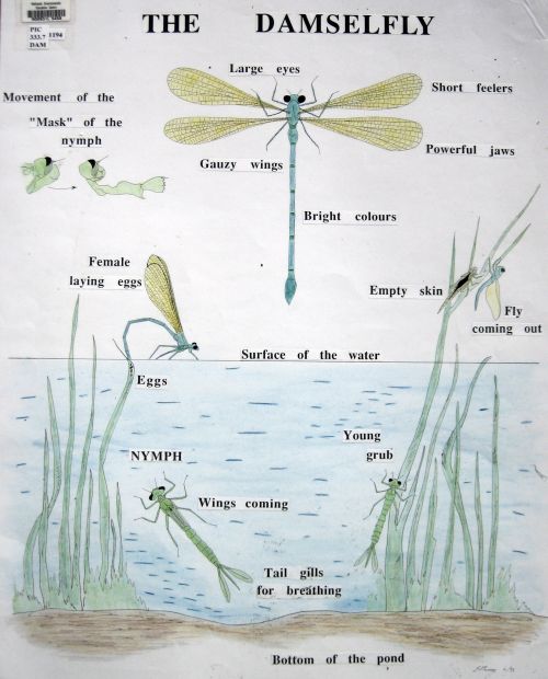 S3Damselfly-web
