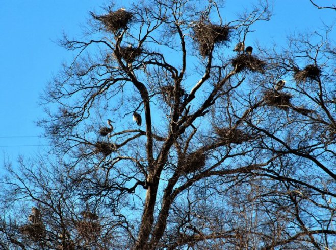 Great Blue Heron Rookery